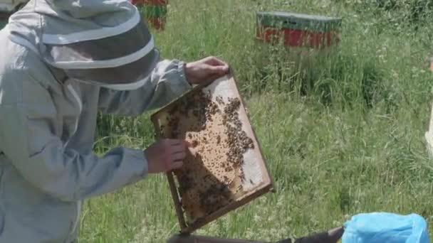 Imker Kontrolliert Bienenwaben — Stockvideo