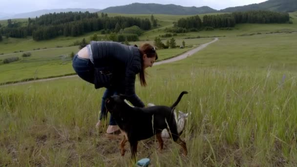 Frau Hund Und Junger Grauer Wolf Spielen Beim Spazierengehen — Stockvideo