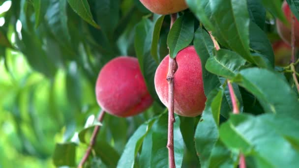 Trucking Push Fresh Ripe Peaches Hanging Tree Orchard — Stock Video