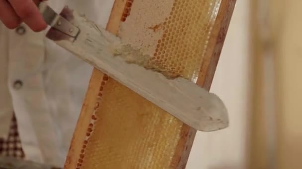 Beekeeper Unclogs Honeycomb Hand Knife — Stock Video