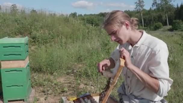 Homem Apicultor Escova Abelhas Fora Favo Mel Com Uma Escova — Vídeo de Stock
