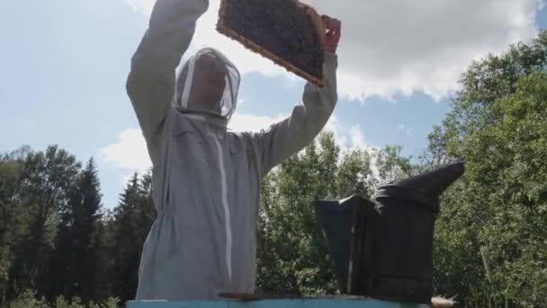 Male Beekeeper Takes Out Bee Comb Hive Checks — Stock Video