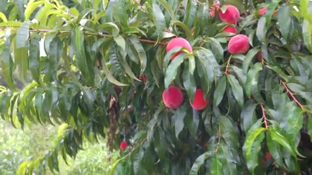 Empuje Rápido Rojo Melocotones Maduros Colgando Árbol — Vídeos de Stock