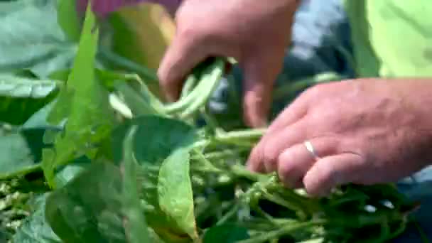 Closeup Farmers Hands Picks Green Beans — Stock Video
