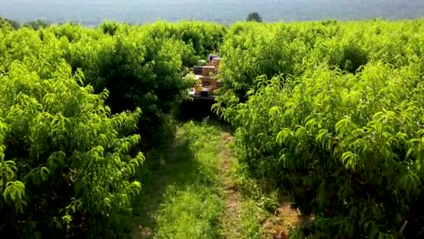 空中の景色をまっすぐ見下ろすと 収穫中に桃の果樹園でフラットベッドとカメラが続くトラクター — ストック動画