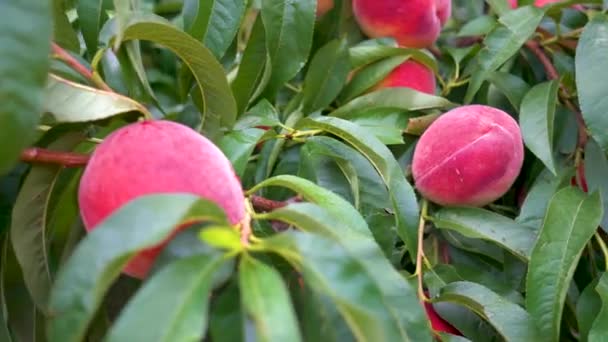 Vista Giratoria Melocotones Rojos Maduros Colgados Árbol — Vídeos de Stock