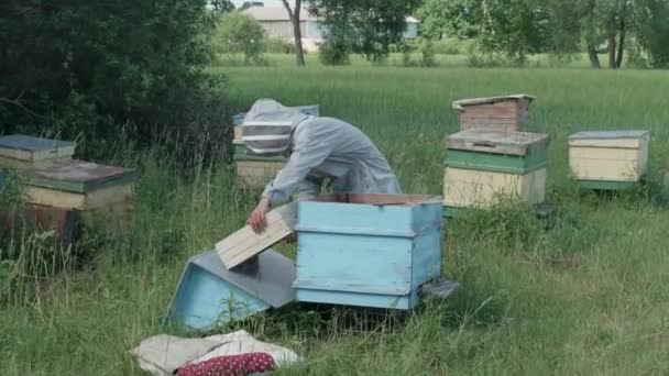 Μελισσοκόμος Βάζει Κηρήθρα Πίσω Στην Κυψέλη — Αρχείο Βίντεο