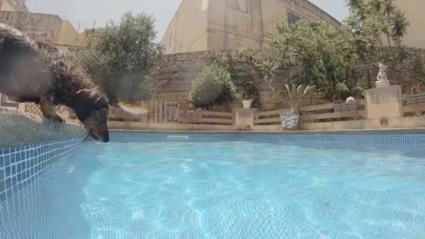 A long haired dachshund quenches his thirst from a swimming pool. Slow motion clip.