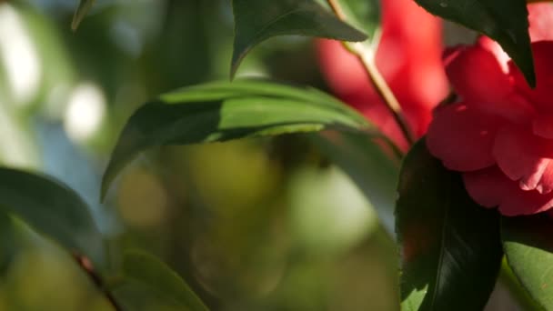 Kış Çiçekleri Açan Kırmızı Kamelya Çiçeği Lti — Stok video