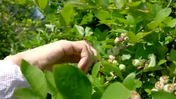 Bijprofiel Van Bosbessenstruik Met Wijzers Die Rijpe Bosbessen Plukken Seconden — Stockvideo