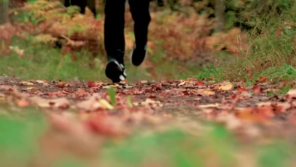 森の中を走る男の低ショット カメラに近づいて — ストック動画