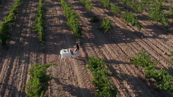 Femme Marchant Dans Les Vignes Ayant Vin Assis Une Table — Video