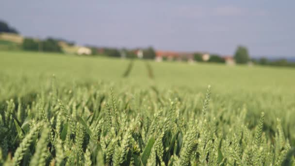 Veld Van Groene Tarwe Een Zonnige Dag Met Een Dorp — Stockvideo