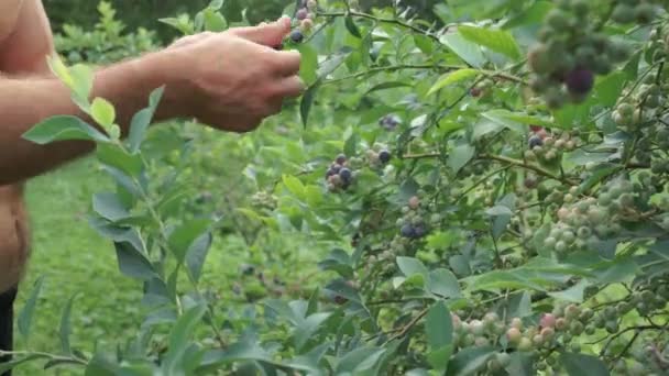 Zoom Cámara Lenta Manos Masculinas Recogiendo Arándanos Del Arbusto Cerca — Vídeo de stock