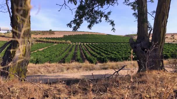 Hombre Explorando Campo Una Mañana Septiembre — Vídeo de stock