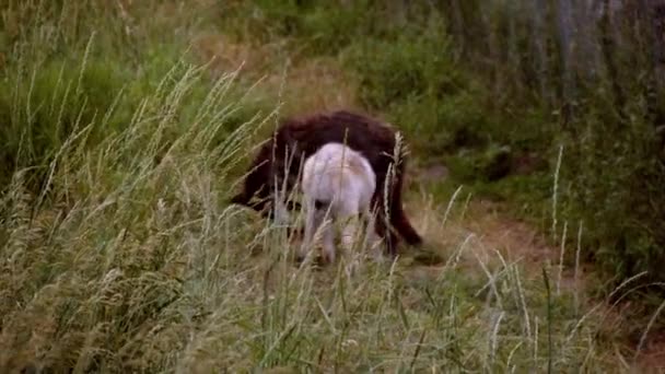 Een Grijze Wolf Genaamd Koa — Stockvideo