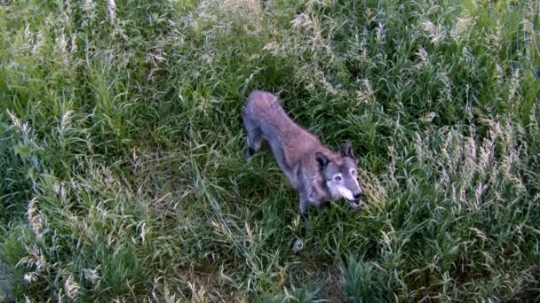 Lobo Cinzento Chamado Koa — Vídeo de Stock