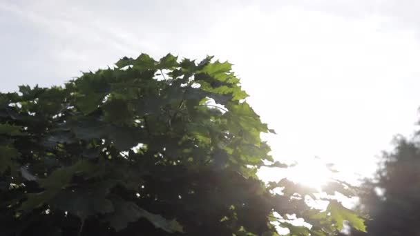 Långsam Lutning Ner Förbi Maple Tree Avslöja Oskärpa House Bakgrunden — Stockvideo