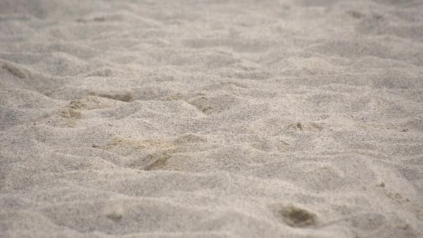 Γυναίκα Περπάτημα Λεπτή Άμμο Παραλία Βόλεϊ Κύπελλο Παιχνίδι — Αρχείο Βίντεο