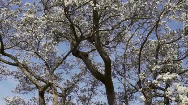 Çiçek Açan Ağaçtan Yavaş Çekimde Geriye Doğru Eğilin Güzel Güneşli — Stok video