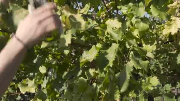Baard Man Met Krullend Haar Oogsten Snijden Druivenclusters Met Een — Stockvideo
