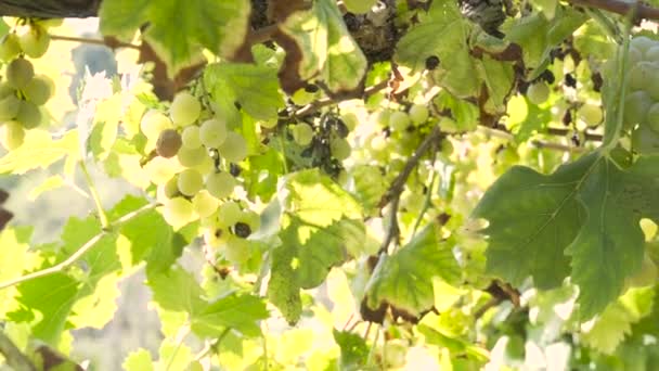 Cerca Racimos Uvas Brillantes Que Cuelgan Planta Mientras Que Hombre — Vídeos de Stock