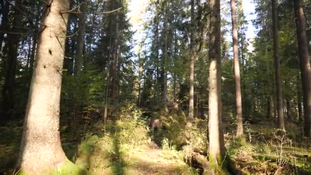 Caminar Través Espeso Bosque Árboles Sin Sendero Punto Vista — Vídeo de stock