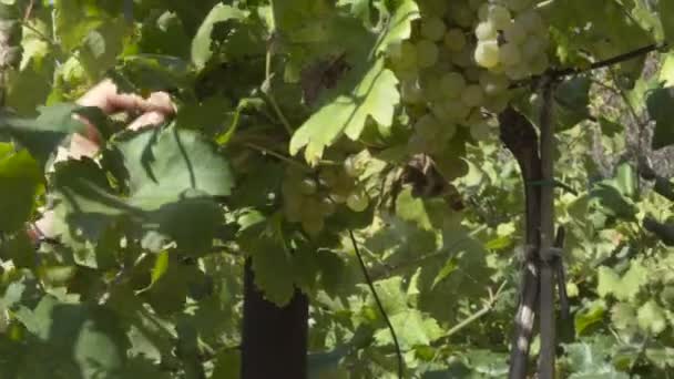 Fechar Tiro Detalhe Como Uma Mão Corte Cachos Uva Vinha — Vídeo de Stock