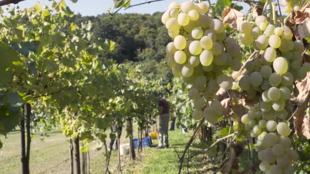 Grandes Grappes Raisins Savoureux Premier Plan Les Gens Qui Récoltent — Video