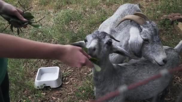 在农场里喂养灰白色饥饿的努比亚山羊的人 农场里有一只好奇有趣的大比利牛斯边境牧羊犬 — 图库视频影像