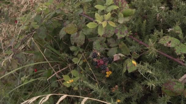 Close Slow Motion Shot Beautiful Girl Woman Taking Picking Blackberry — Stock Video