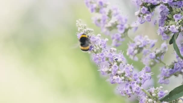 Bumblebee Bestuivende Paarse Bloem Zomer Omgeving — Stockvideo