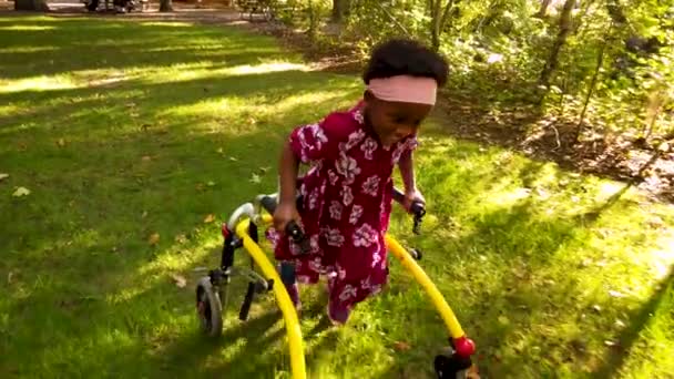 Chica Negra Con Parálisis Cerebral Caminando Por Parque Con Dispositivo — Vídeo de stock