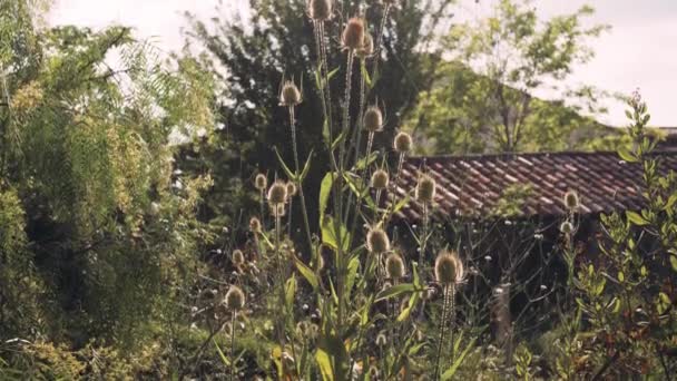 Naturlig Landsbygd Bakgrund Vilda Tistel Blommor — Stockvideo