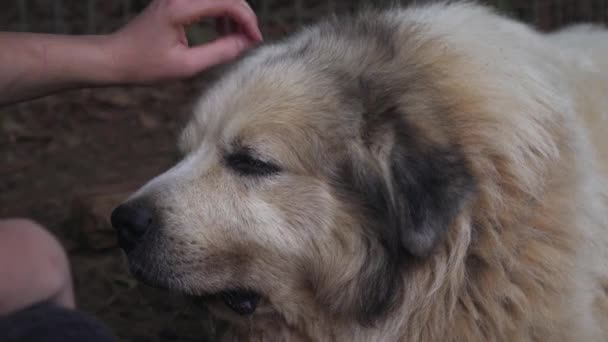 Old and Sleepy Great Pyrenees Dog Calm and Relaxed While Farmer Strokes and Pets its Head and Ears on a Farm Up Close