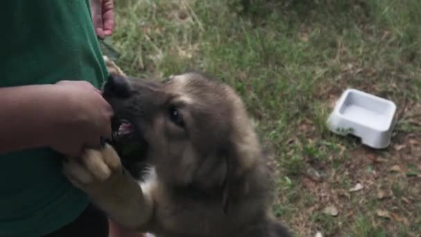 Παιχνιδιάρικο Μεγάλη Πυρηναία Σύνορα Collie Κουτάβι Μασώντας Και Τρώγοντας Φύλλα — Αρχείο Βίντεο