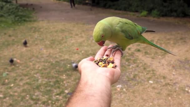 Člověk krmí zeleného papouška s obilím v ruce