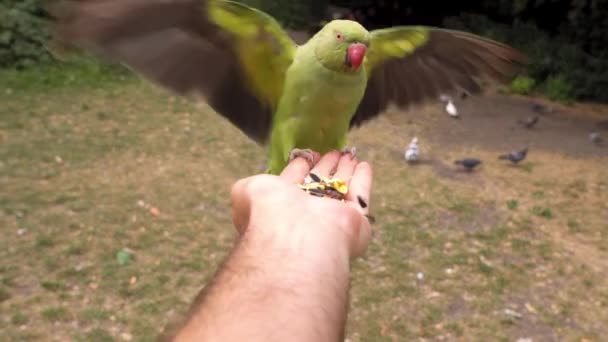Mens Opent Zijn Hand Met Graan Een Parkiet Komt Vliegen — Stockvideo
