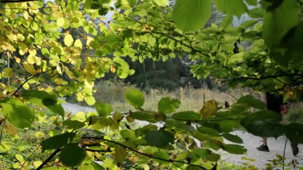 Homme Qui Explore Cascade Martuljek Pendant Journée Gozd Martljek Slovénie — Video