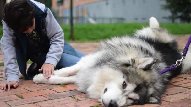 Kind Streichelt Einen Schönen Sibirischen Husky Und Lächelt Dabei — Stockvideo