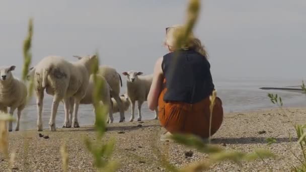 Een Jonge Vrouw Kijken Schapen Terwijl Hurken Naar Beneden — Stockvideo