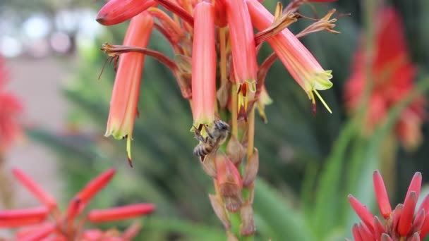 Abeja Flores Polinizadoras Verano — Vídeos de Stock