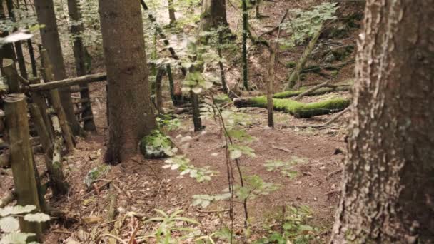 Homem Caminhando Através Pokljuka Gorge Eslovênia Durante Primavera Parque Nacional — Vídeo de Stock