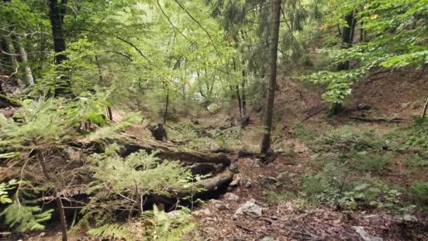 Man Går Genom Pokljuka Gorge Slovenien Våren Triglav Nationalpark — Stockvideo