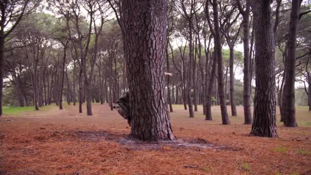 森の中心にある木の周りを楽しそうに歩いている裸足の女 — ストック動画