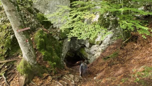 Homme Marchant Travers Les Gorges Pokljuka Slovénie Printemps Dans Parc — Video