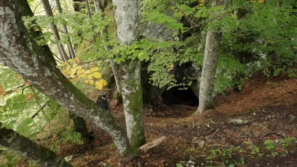 Homme Marchant Travers Les Gorges Pokljuka Slovénie Printemps Dans Parc — Video