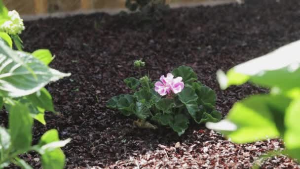 Single Purplish Pink Flowering Plant Growing Garden Close Shot — Stock Video