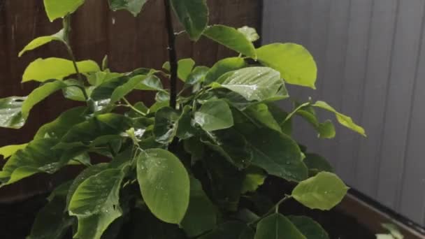 Riego Una Planta Jardín Verde Crecimiento Por Mañana Primer Plano — Vídeo de stock