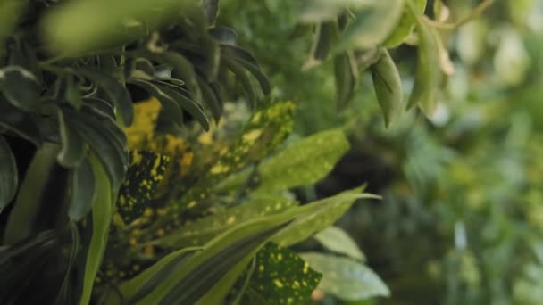 Foco Raso Deslizando Tiro Uma Parede Planta Viva Luscious Natural — Vídeo de Stock